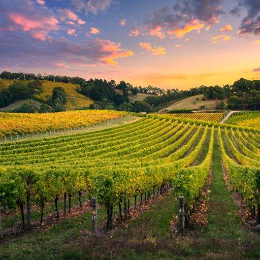 vineyard sunset